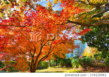 City Museum of Art in autumn colors 134220961