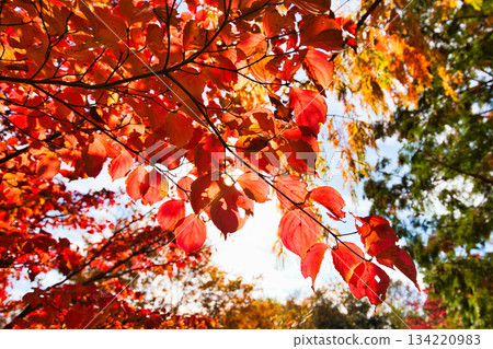 秋天色彩的城市藝術博物館 134220983