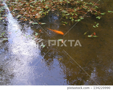 鯉魚在薄薄的冰層中游動 鯉魚在薄薄的冰層中游動 134220990
