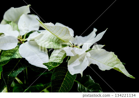 Dramatic White Poinsettia Bloom Isolated Against Black Background 134221134