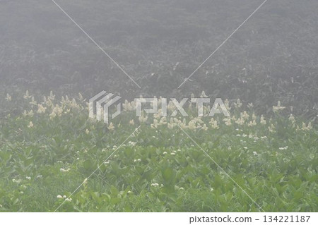 A fantastical view of a colony of lily of the valley faintly visible in the mist at the Hachimantai Marsh in Towada-Hachimantai National Park A fantastical view of a colony of lily of the valley faintly visible in the mist at the Hachimantai Marsh in Towada-Hachimantai National Park 134221187