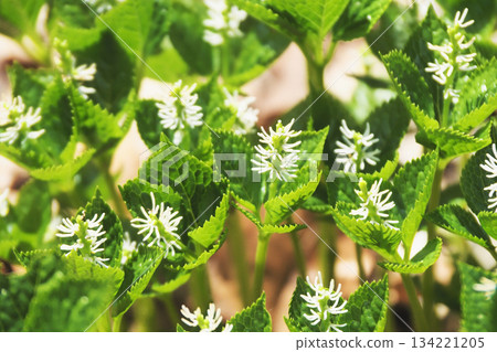 Hitoshizuka的花 Hitoshizuka的花 134221205