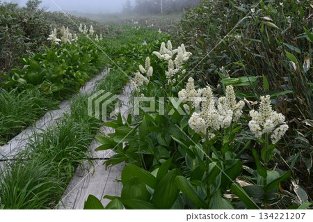 十和田八幡平國立公園八幡平池畔木棧道周圍盛開著美麗的百合花。 134221207