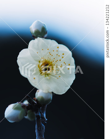 晨曦中,梅花顯得鮮豔奪目,如夢似幻。 晨曦中,梅花顯得鮮豔奪目,如夢似幻。 134221212