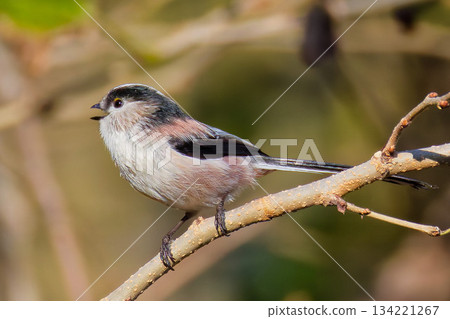 Long-tailed tits call out to their friends Long-tailed tits call out to their friends 134221267