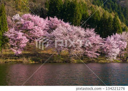 長野縣大町市的春天：中綱湖畔的大山櫻盛開，這裡是著名的賞櫻勝地。 134221276