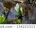 Skunk cabbage cluster A cluster of skunk cabbage blooming in the clear stream of a marshland at its peak 134221313