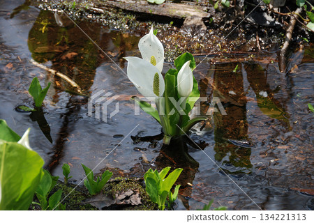 Skunk cabbage cluster A cluster of skunk cabbage blooming in the clear stream of a marshland at its peak 134221313