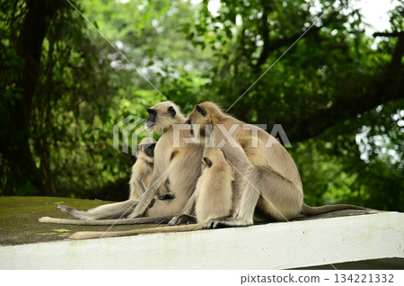 Black faced monkey,Hanuman Langur. Southern Plains Gray Langur at sitting on a floor in India. Black faced monkey,Hanuman Langur. Southern Plains Gray Langur at sitting on a floor in India. 134221332