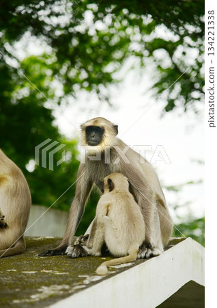 Black faced monkey,Hanuman Langur. Southern Plains Gray Langur at sitting on a floor in India. Black faced monkey,Hanuman Langur. Southern Plains Gray Langur at sitting on a floor in India. 134221338