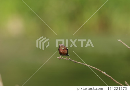 Red finch, Red finch, Turk's sparrow, Carpodacus sibiricus, Hokkaido wild bird Red finch, Red finch, Turk's sparrow, Carpodacus sibiricus, Hokkaido wild bird 134221373