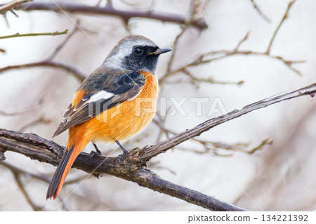 Male Daurian Redstart, a winter bird 134221392