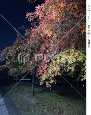 Autumn Foliage at Dusk 134221459