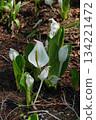 Skunk cabbage cluster A cluster of skunk cabbage blooming in the clear stream of a marshland at its peak 134221472
