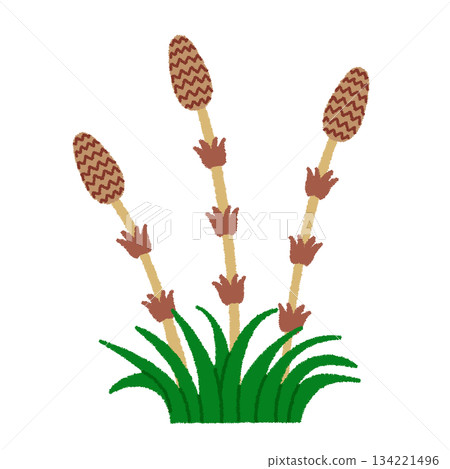 Tsukushi illustration 134221496