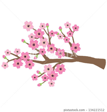 Illustration of cherry tree branch 134221512
