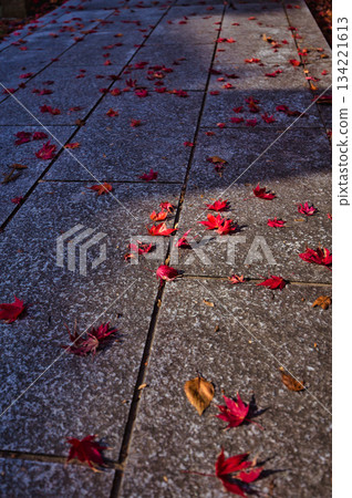 Autumn Sword Shrine 134221613