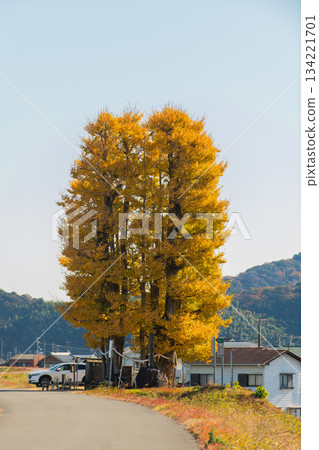 Kyoma's Great Ginkgo Tree 134221701