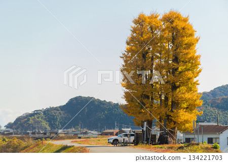 Kyoma's Great Ginkgo Tree Kyoma's Great Ginkgo Tree 134221703