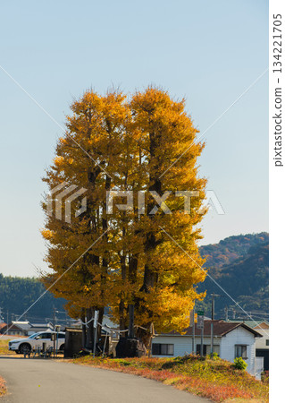 京馬的大銀杏樹 134221705