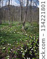 A cluster of Asian skunk cabbage (water cabbage) in full bloom in a marshland among beech forests (early summer weather, Togakushi Nature Park, Nagano Prefecture) 134221801