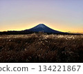 Mount Fuji at dawn seen through the Japanese pampas grass 134221867