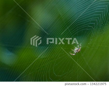 蜘蛛和蛛形綱動物 134221975
