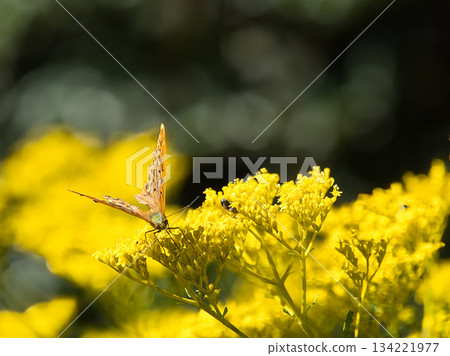 一隻北方蛺蝶正在從大名蜂吸食花蜜 134221977