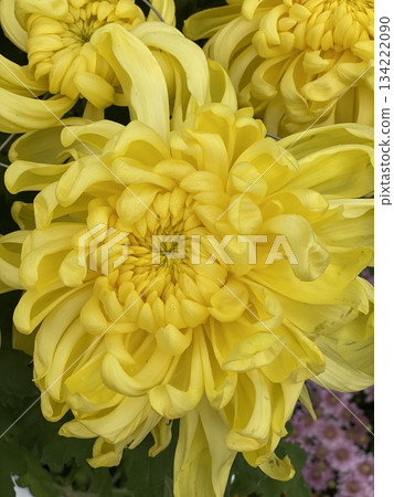 Chrysanthemum Flower 134222090