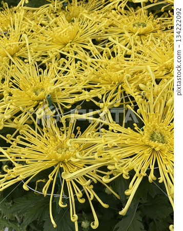 Chrysanthemum Flower 134222092