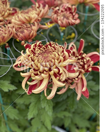 Chrysanthemum Flower 134222095
