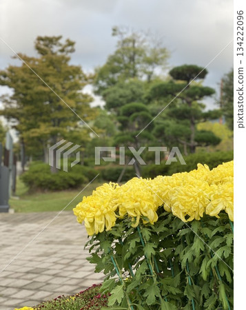 Chrysanthemum Flower 134222096