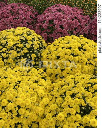 Chrysanthemum Flower Chrysanthemum Flower 134222097