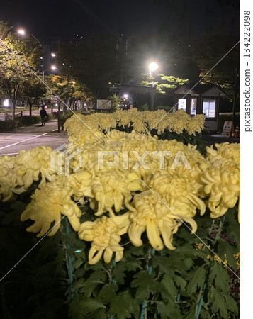 Chrysanthemum Flower 134222098