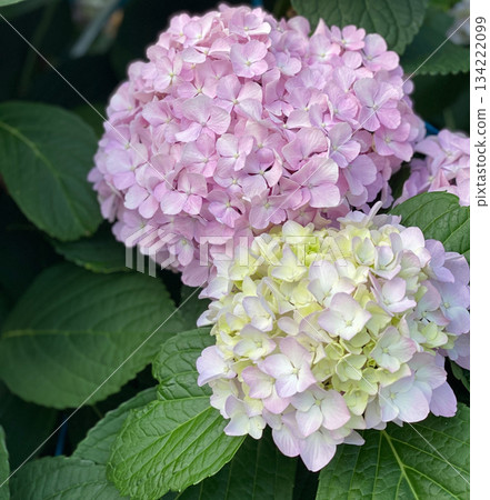 Hydrangea Flower 134222099