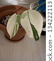 Variegated Monstera Albo 134222113