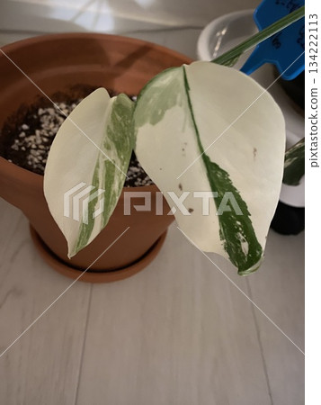 Variegated Monstera Albo Variegated Monstera Albo 134222113