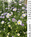 Purple Flower Bloom 134222115