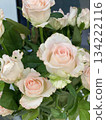 Rose Flower 134222116