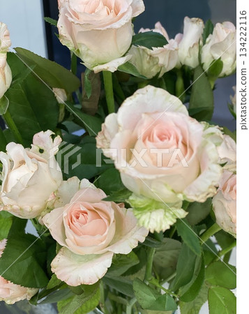 Rose Flower Rose Flower 134222116