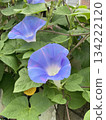 Purple Morning Glory 134222120