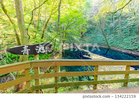 秋天的青池,青森縣西津輕郡 秋天的青池,青森縣西津輕郡 134222159