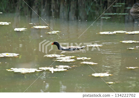 Common moorhen Gallinula chloropus, a wild bird of Hokkaido 134222702