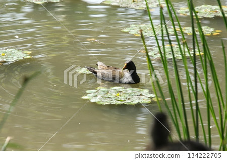 普通黑水雞（Gallinula chloropus），北海道的一種野生鳥類 134222705