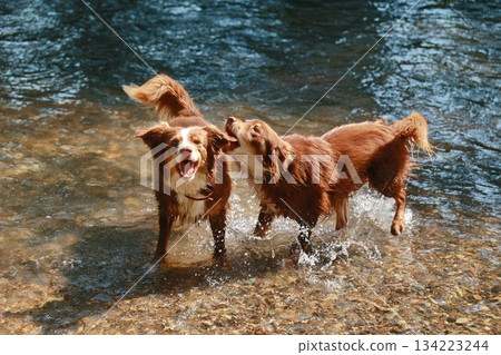 Two dogs are playing in the water, one of which is wearing a collar Two dogs are playing in the water, one of which is wearing a collar 134223244
