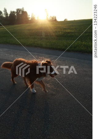 Dog is walking on a road in the sun 134223246