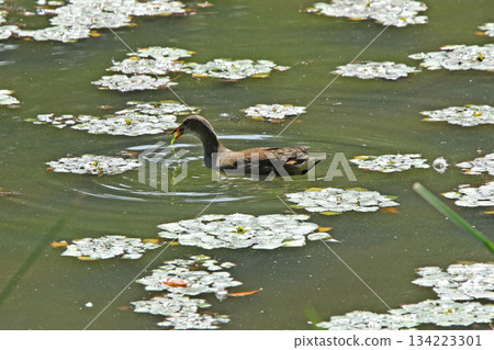 A young moorhen eating aquatic plants. Gallinula chloropus, a wild bird of Hokkaido. A young moorhen eating aquatic plants. Gallinula chloropus, a wild bird of Hokkaido. 134223301