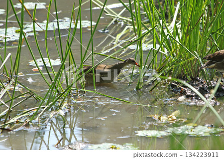 北海道野生鳥類－幼年普通水雞（Gallinula chloropus） 134223911