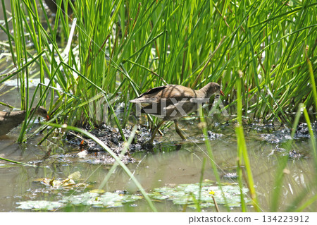 Young Common Moorhen Gallinula chloropus, a wild bird of Hokkaido Young Common Moorhen Gallinula chloropus, a wild bird of Hokkaido 134223912