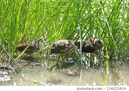 北海道野生鳥類-幼年普通水雞(Gallinula chloropus) 北海道野生鳥類-幼年普通水雞(Gallinula chloropus) 134223914